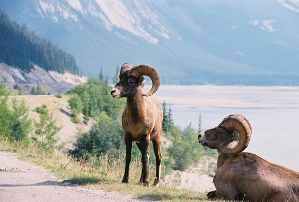 Bighorn sheep, Jasper National Park