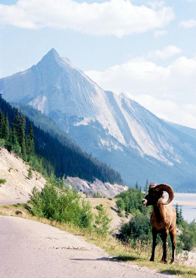 Bighorn sheep, Jasper National Park