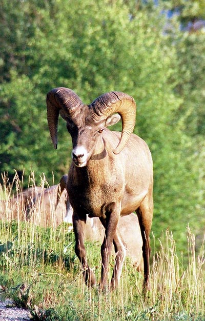 Bighorn sheep, Jasper National Park
