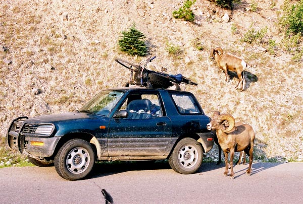 Bighorn Sheep and my Rav4, Jasper National Park