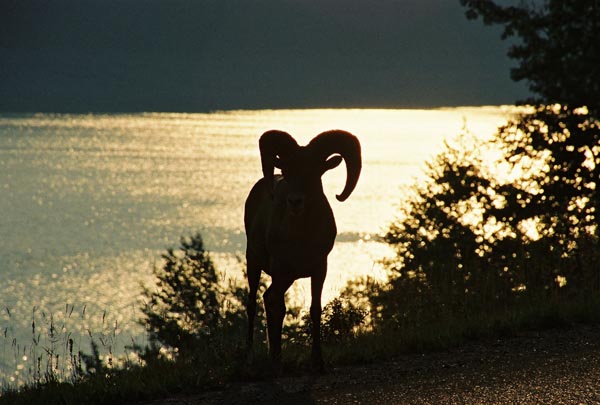 Silhouette of a bighorn ram against Medicine Lake, Jasper National Park