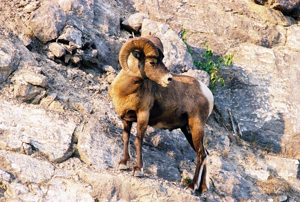 Bighorn sheep, Jasper National Park