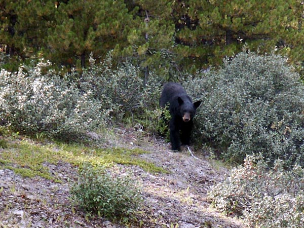 Black bear emerges from the bushes