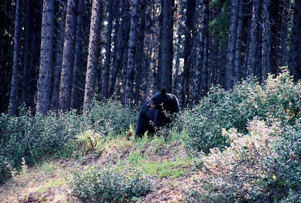 Black bear, Maligne Lake Road, Jasper National Park