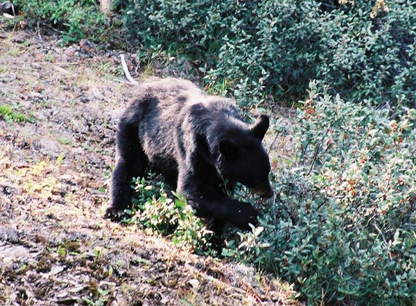 Black bear in the berry bushes, Jasper