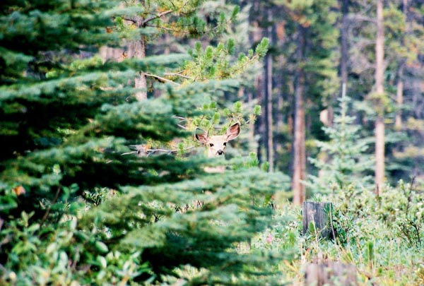 Deer peeking through the tree, Maligne Lake, Jasper