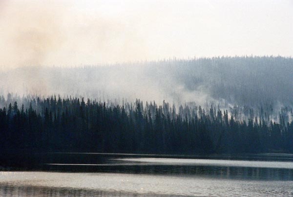 The summer of 2003 was a bad season for forest fires