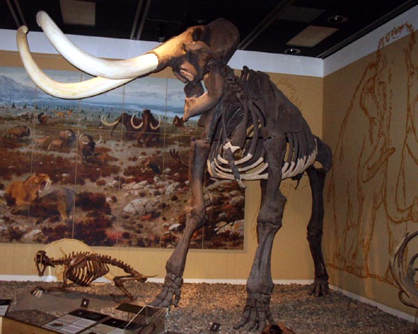 Royal Alberta Museum - Wooly Mammoth Skeleton