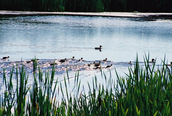 Elk Island National Park