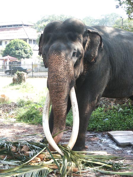 Elephant in Viharamahadevi Park