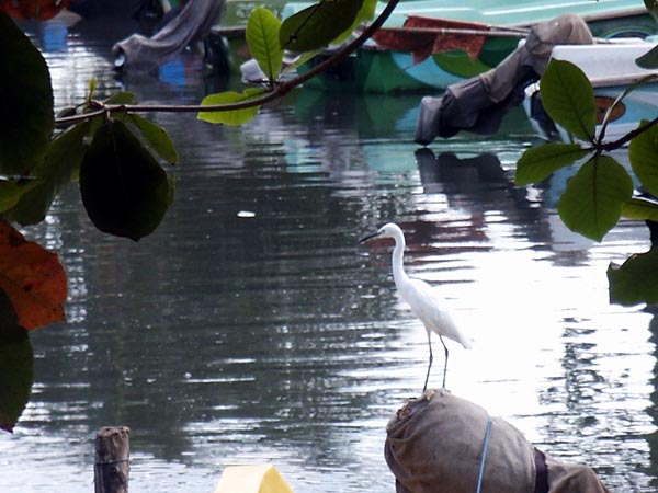 Egret, Negombo