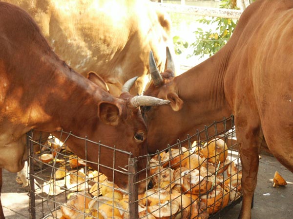 Cows and coconuts