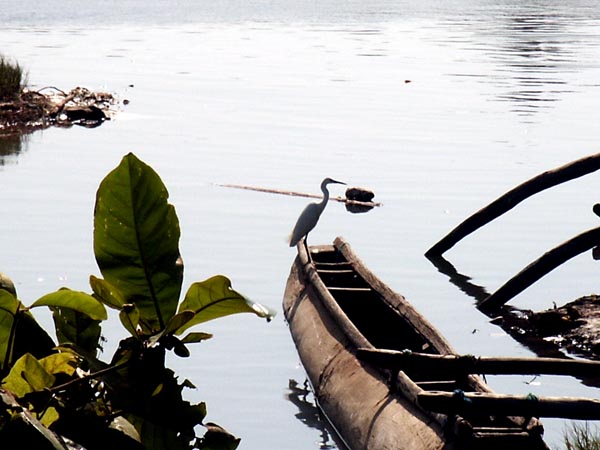 Egret and canoe