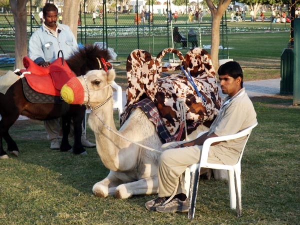 Camel rides in Safa Park