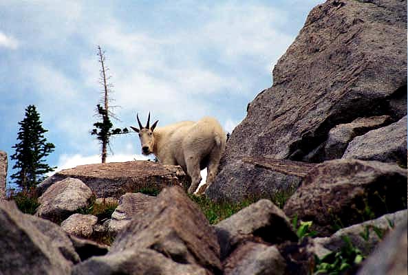 Mountain Goat, White Pine Lake