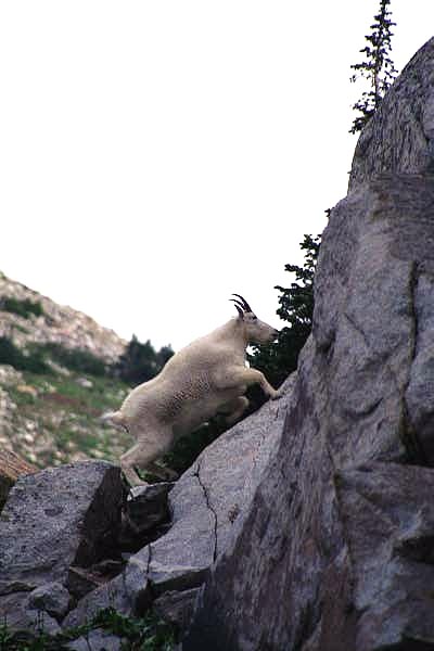 Mountain Goat climbing, White Pine Lake
