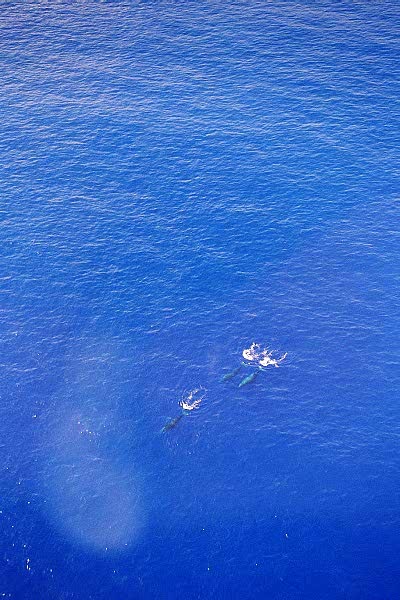 3 Whales diving, north shore of the Big Island