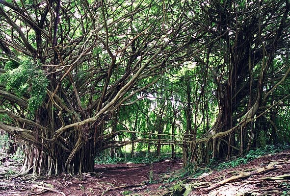 Banyan Trees, Hilo