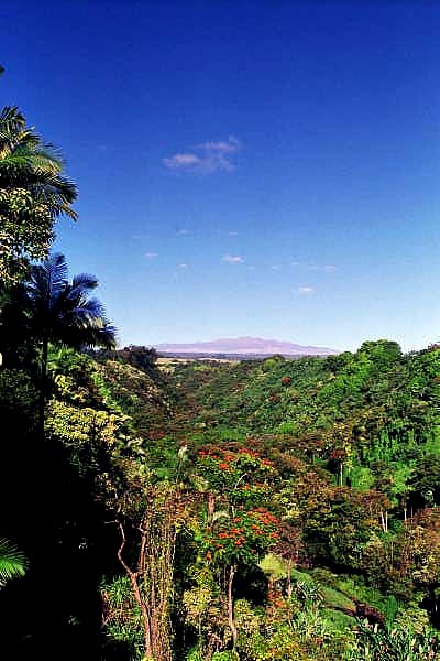 Lush vegetation with Mauna Kea in the background