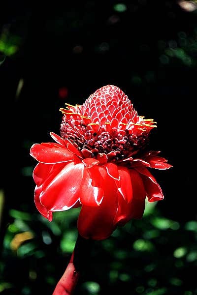 Hawaii Tropical Botanical Garden