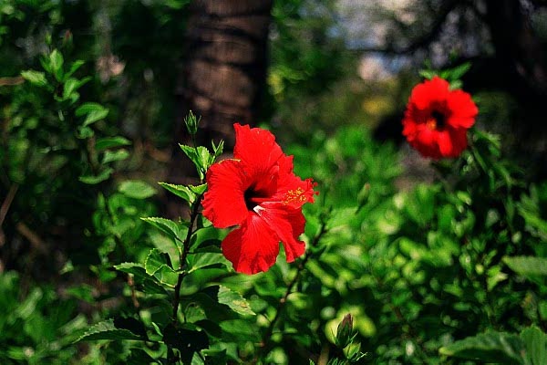 Hawaii Tropical Botanical Garden