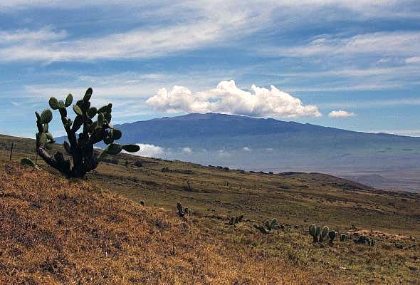 Cactus with Mauna Kea (13796 ft/4205m)