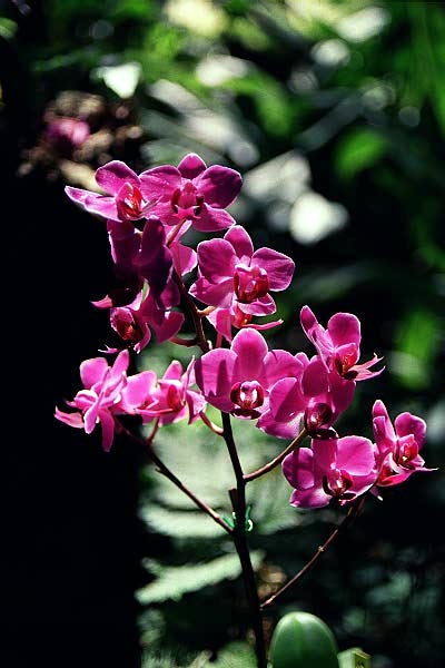 Hawaii Tropical Botanic Garden