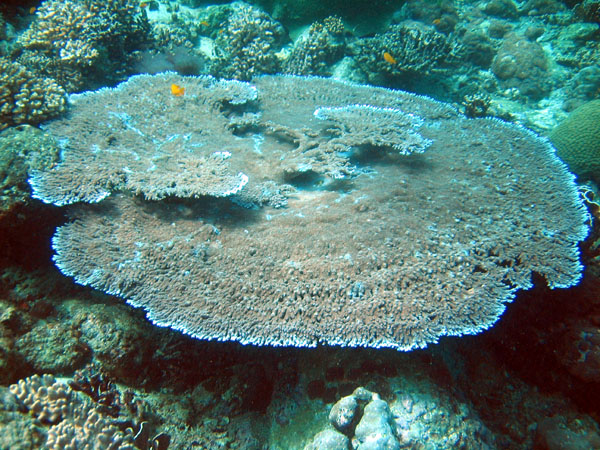 Solid Table Coral, Racha Island