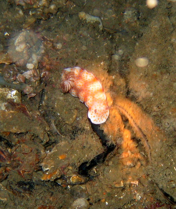 Some kind of sea slug