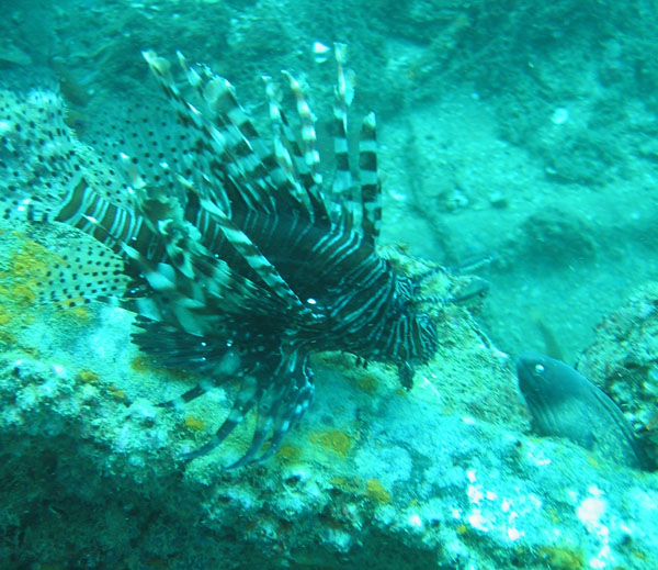 Lionfish and a small moray eel