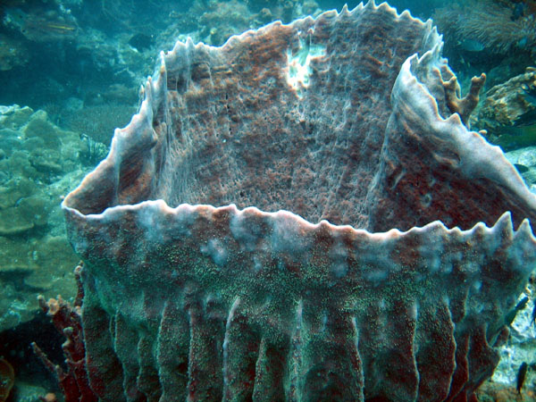 Giant barrel sponge at Shark Point