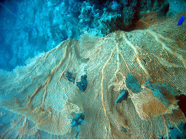 Fan coral, Shark Point