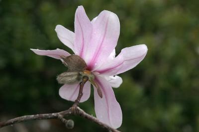 Magnolia stellata, `Pink Star', 2