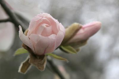 Magnolia stellata, `Pink Star', 1