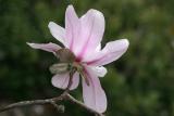 Magnolia stellata, `Pink Star, 2