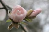 Magnolia stellata, `Pink Star, 1