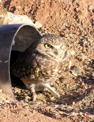 b1010021.jpg- Burrowing Owl (8-11)