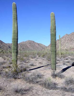 b1170001.jpg - Young Saguaro - only after they reach 50-60 do they grow arms