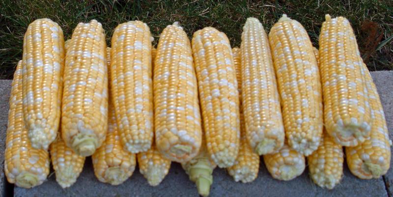 Iowa Sweet Corn -- Ready for the Pot!
