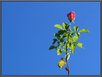 Lonely Rose