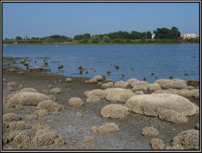 Sea weed