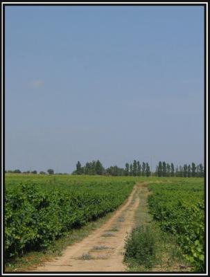 In the grape field