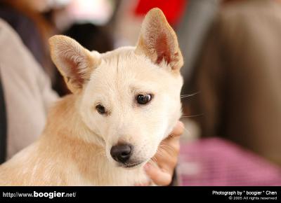u38/boogier/medium/40267623.DSC_7530.jpg