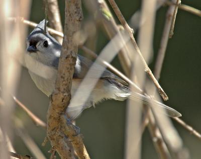 Tufted Titmouse.jpg