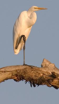 Egret no Blackbirds.jpg