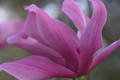 Galaxy Magnolia.jpg