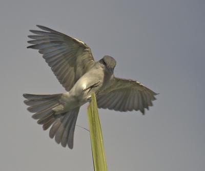 Gray Kingbird.jpg