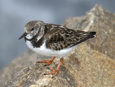 Ruddy Turnstone.jpg