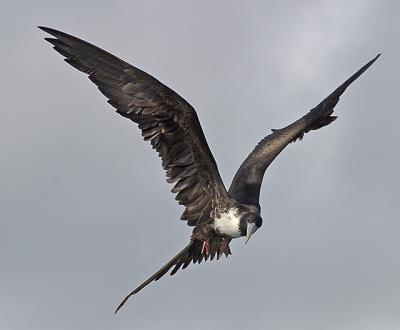 Magnificent Frigatebird 2.jpg