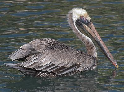 Brown Pelican2.jpg